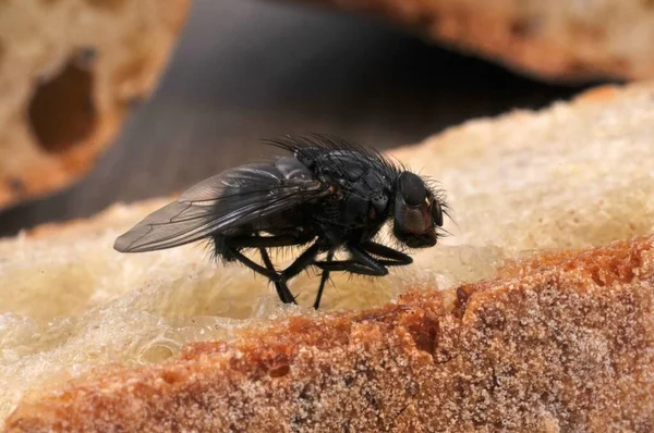 Volar Cerca Una Rebanada Pan — Foto de Stock