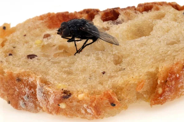 Vlieg Close Een Sneetje Brood — Stockfoto