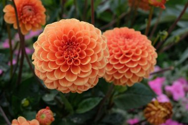 Dahlia bahçeye yakın çekim