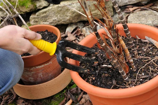 Giardinaggio Con Una Piccola Forchetta Primo Piano — Foto Stock