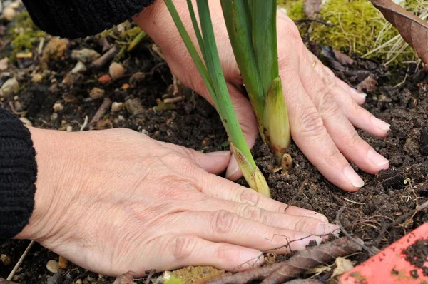 Jardinería Con Replantación Una Planta Con Las Manos Primer Plano — Foto de Stock