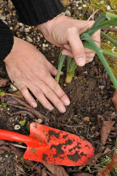 Gartenarbeit Mit Dem Pflanzen Einer Pflanze Mit Den Händen Großaufnahme — Stockfoto