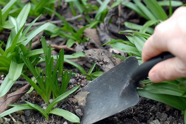 Gärtnern Mit Dem Pflanzkübel Aus Nächster Nähe — Stockfoto