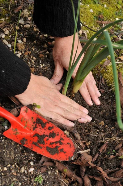 Gartenarbeit Mit Dem Pflanzen Einer Pflanze Mit Den Händen Großaufnahme — Stockfoto