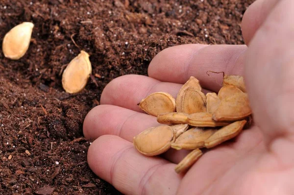 Semințe Dovleac Într Mână Aproape — Fotografie, imagine de stoc