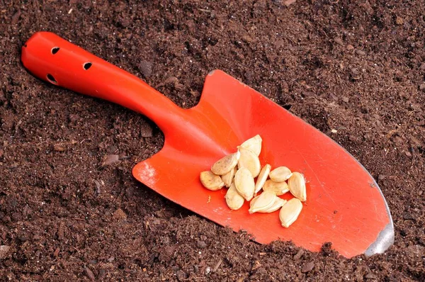 Squash Seeds Planter Close Potting Soil — Stock Photo, Image