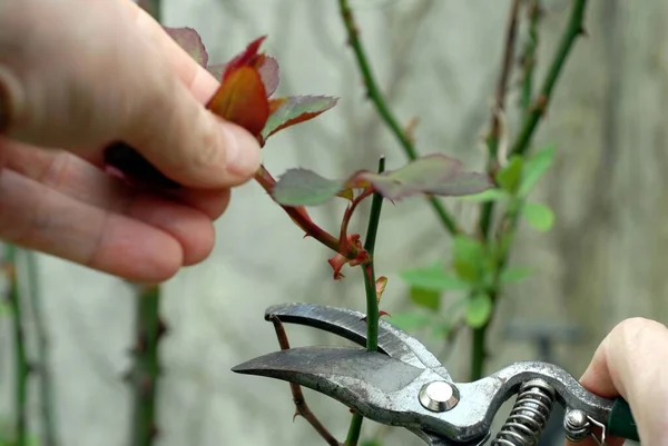 Beschneiden Sie Einen Rosenstrauch Mit Der Gartenschere — Stockfoto