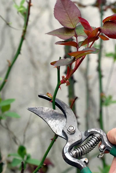 Beschneiden Sie Einen Rosenstrauch Mit Der Gartenschere — Stockfoto