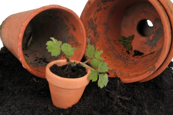 Macetas Con Tierra Para Macetas Una Planta Maceta Cerca Sobre — Foto de Stock