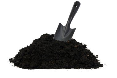 Saksı toprağındaki bitki, beyaz arka planda yakın plan. 