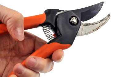 Secateurs beyaz arkaplanı kapatıyor