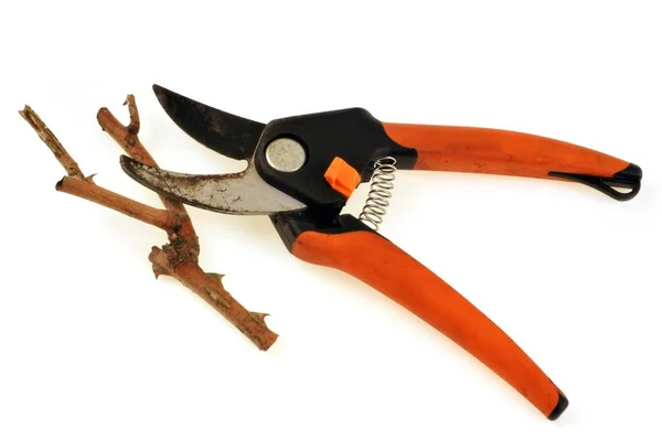 Secateurs Ramo Primo Piano Sfondo Bianco — Foto Stock