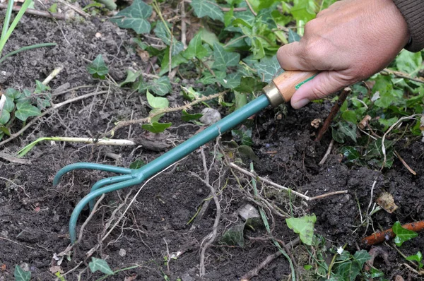 Jardinería Con Una Garra Mano —  Fotos de Stock