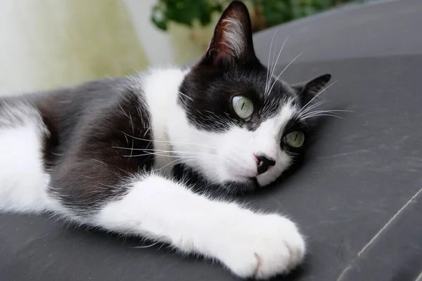 Gato Acostado Capó —  Fotos de Stock