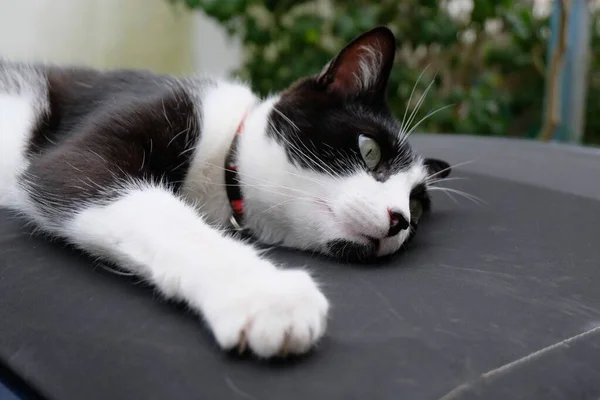 Gato Deitado Capuz Carro — Fotografia de Stock