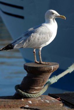 Yakın plandaki martı, Brittany 'deki bir limanın demirleme noktasında poz verdi.