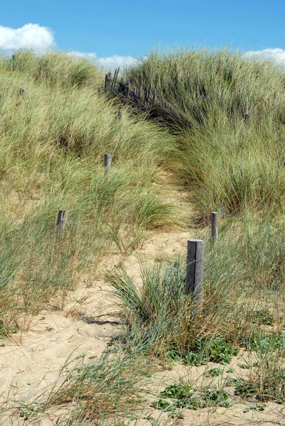 Gemarkeerd Pad Een Grazige Zandduin — Stockfoto