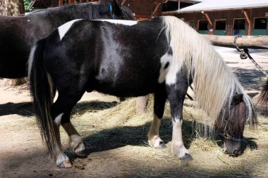 Siyah ve beyaz midilli. Yakın çekim. 