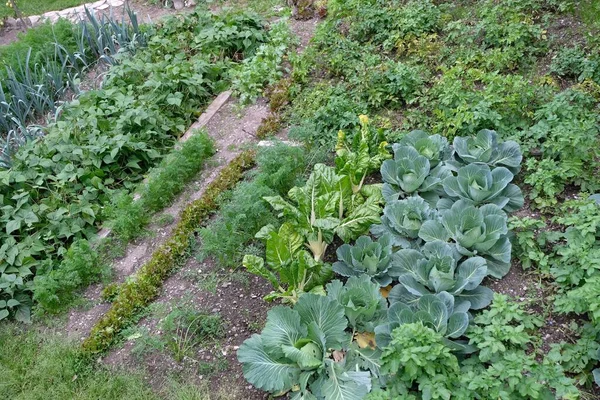 Mountain Vegetable Garden Summer — Stock Photo, Image