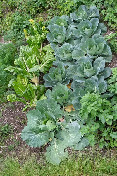 Cabbage Swiss Chard Growing Vegetable Garden — Stock Photo, Image