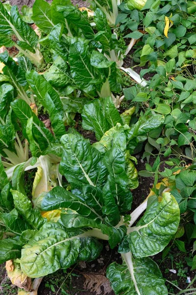 Swiss Chard Growing Vegetable Garden — Stock Photo, Image