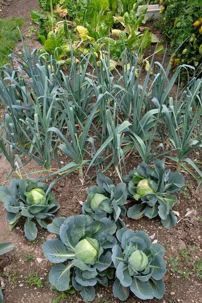 Choux Poireaux Blettes Poussant Dans Jardin Potager — Stock Photo, Image