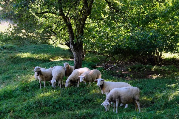 夏の野原の羊の群れ — ストック写真