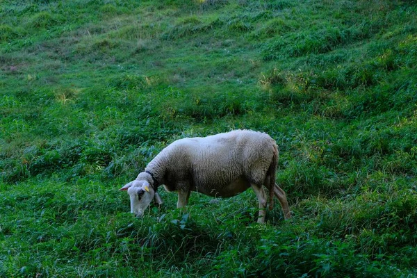 Ovce Pasoucí Poli Létě — Stock fotografie