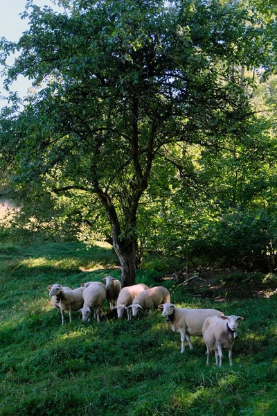 Rebanho Ovelhas Campo Verão — Fotografia de Stock