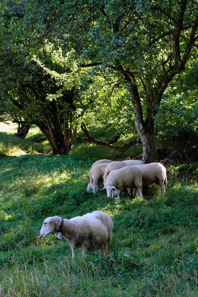 Rebanho Ovelhas Campo Verão — Fotografia de Stock