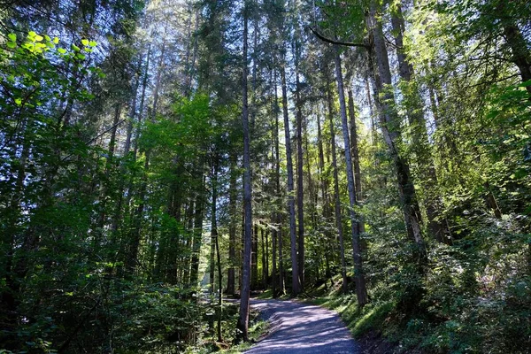 Haute-Savoie 'deki Morzine' deki Dereches Ormanı 'nın Yolu