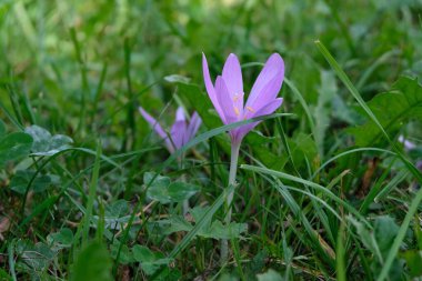 Çimlere yakın bir dağ tarlası.