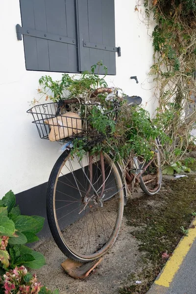 旧自行车 在勒德雷岛上的Loix大街上种植植物 — 图库照片
