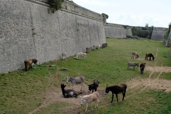 Burros Campo Saint Martin — Fotografia de Stock