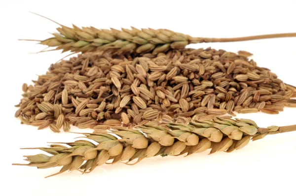 小麦の耳とフェンネルの種白い背景にクローズアップ — ストック写真