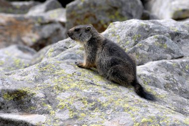 Fransız Pirenelerinde bir kayanın üzerindeki dağ sıçanı.