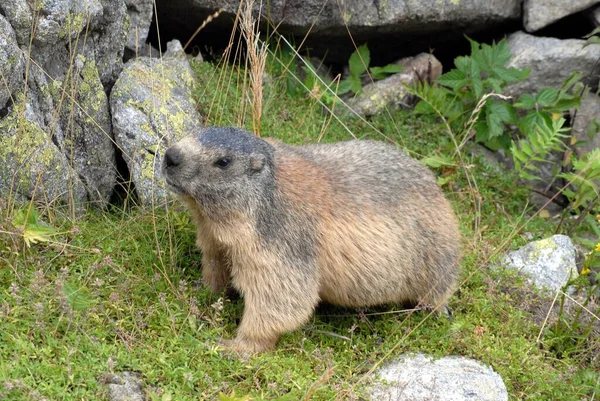 Marmota Hierba Los Pirineos Franceses —  Fotos de Stock