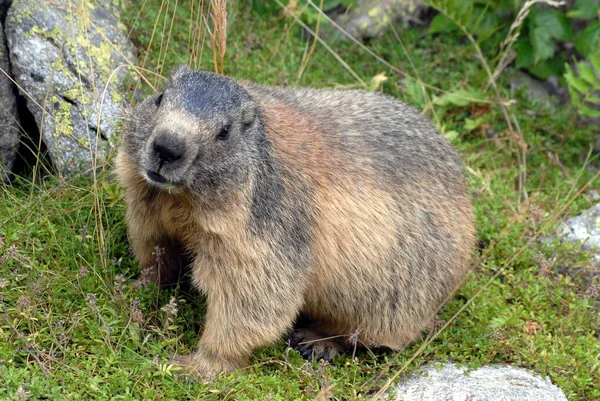 Marmotta Nell Erba Dei Pirenei Francesi — Foto Stock