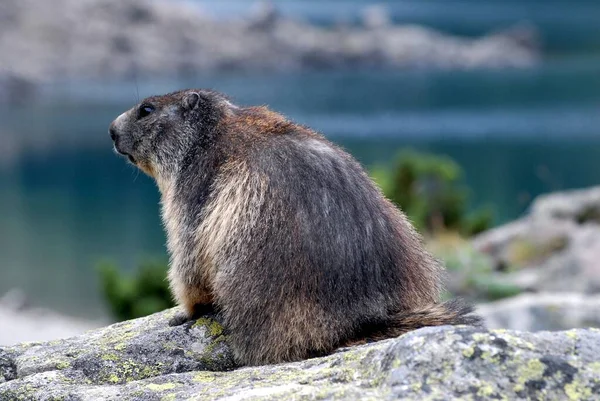 Marmotta Una Roccia Nei Pirenei Francesi — Foto Stock