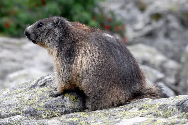 Marmotta Una Roccia Nei Pirenei Francesi — Foto Stock