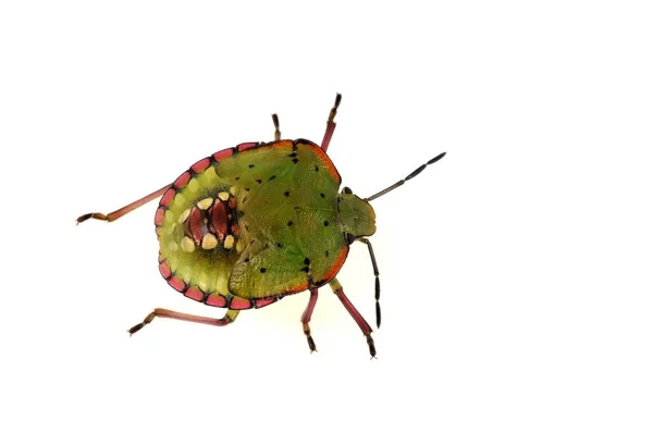 Grüner Käfer Weißen Hintergrund Nahaufnahme — Stockfoto