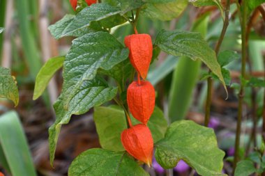 Yazın Physalis ve yeşillikleri yakın bir bahçede.