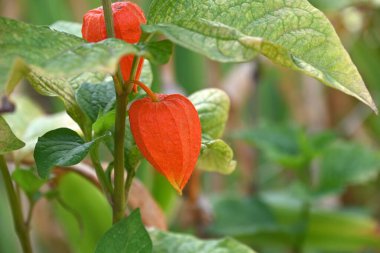 Yazın Physalis ve yeşillikleri yakın bir bahçede.