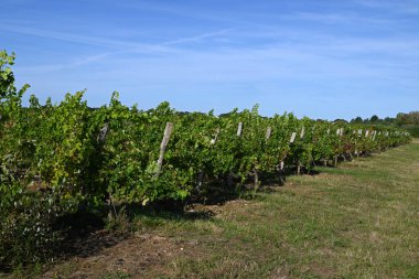 Güneşli bir günde Anjou üzüm bağında asma bitkileri