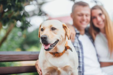 Park, iki arka plan içinde altın labrador