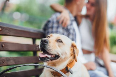 Park, arka plan çifte bankta altın labrador  