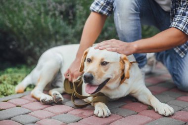 mutlu labrador retriever açık havada, adam arka planda