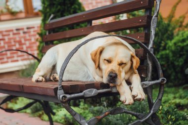 Park, bankta şirin labrador odaklanmak tutulur