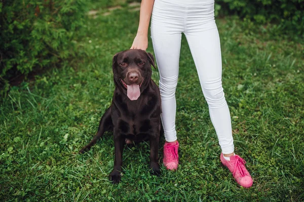 Junge Frau Geht Mit Hund Sommerpark Spazieren — Stockfoto