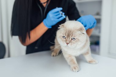 Kedi yavrusunu şırıngayla boynuna batır. Gazi kliniği ziyareti.